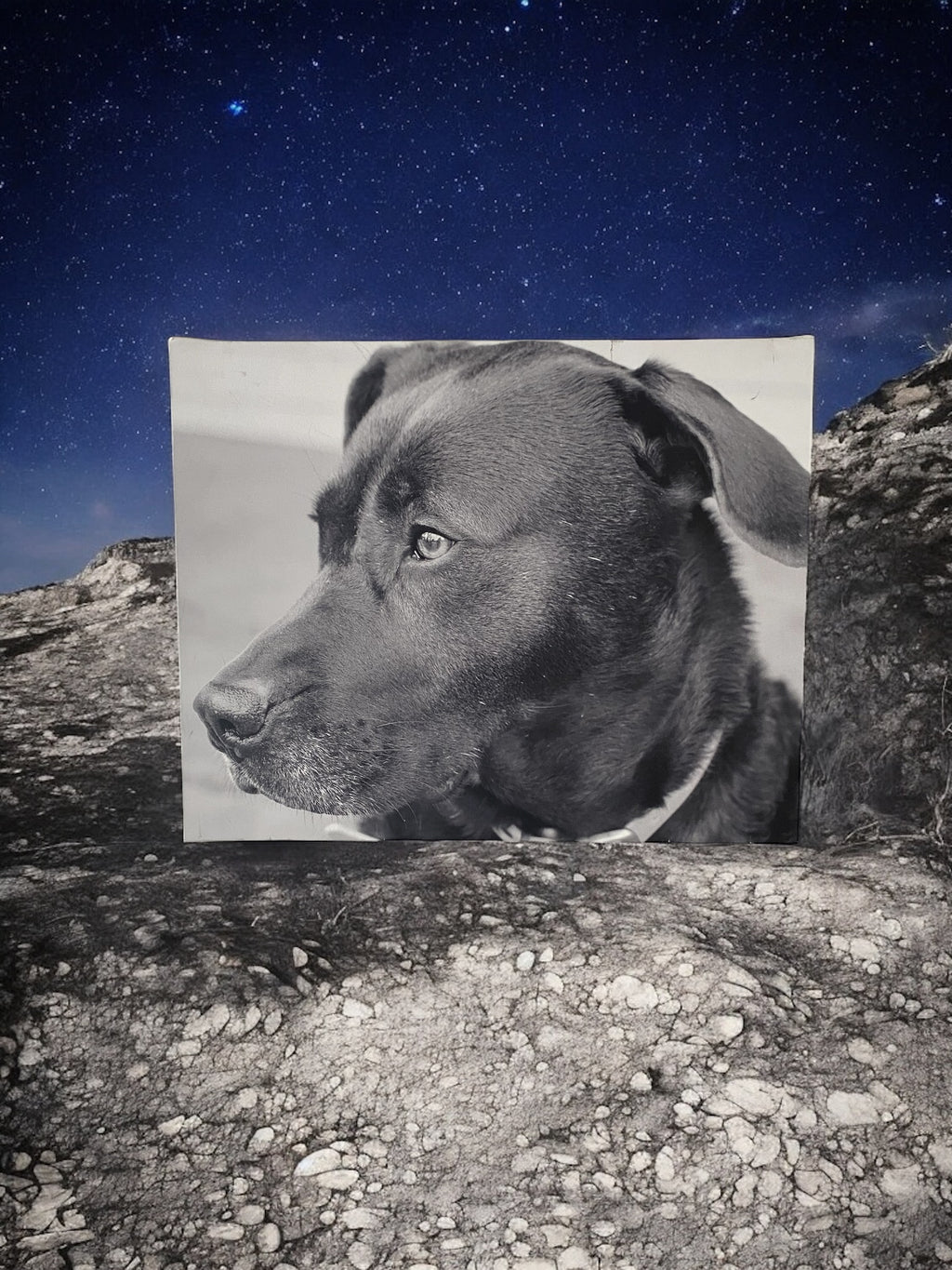 “My Best Friend “ Wall Art - Camden Layne