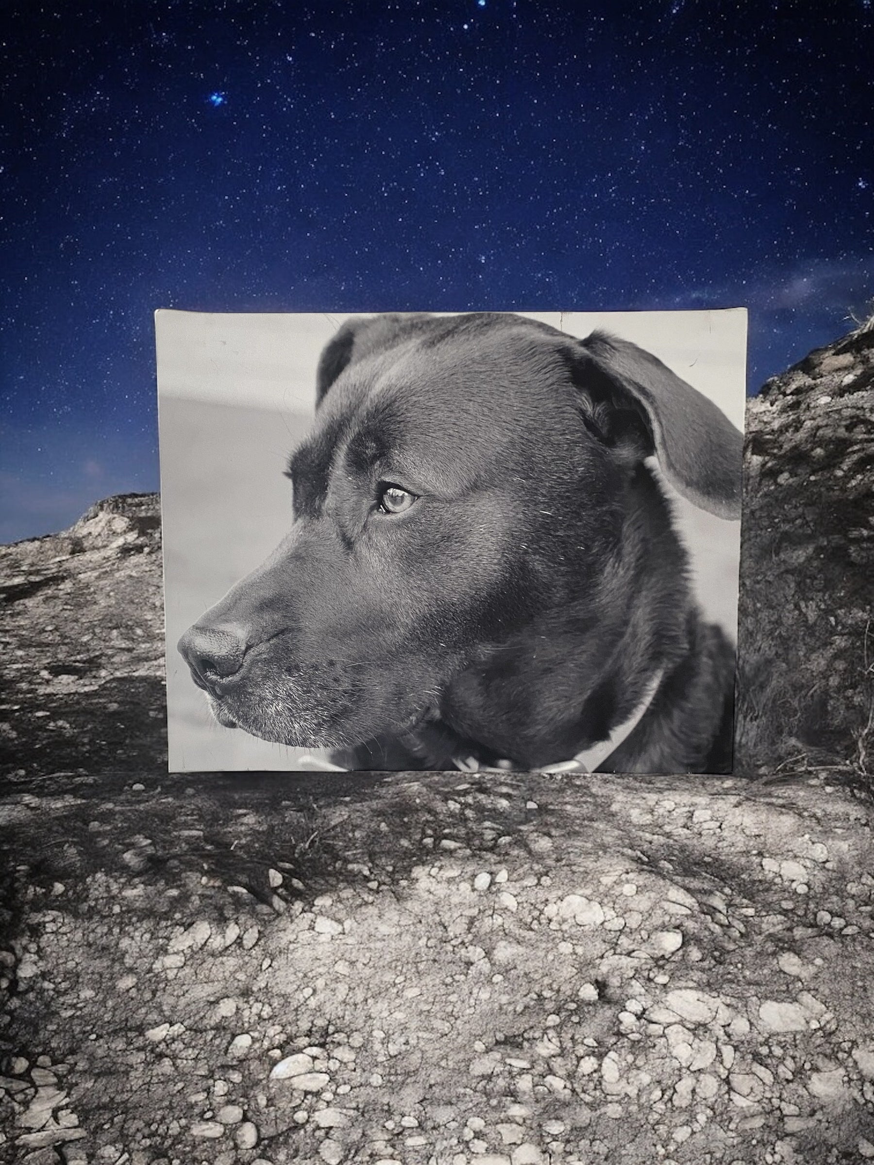 “My Best Friend “ Wall Art - Camden Layne